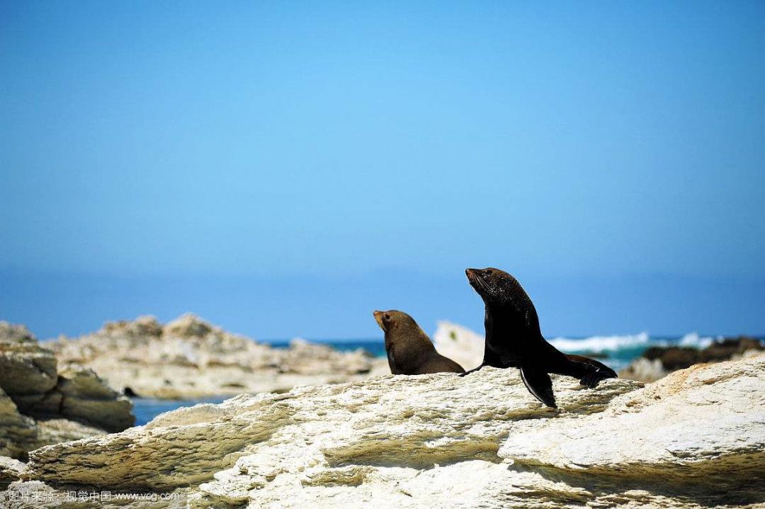 玩+餐食住宿升级+凯库拉海豹湾+奥玛鲁企鹅归